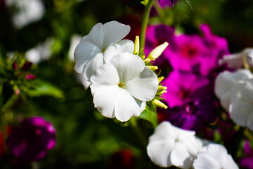 Fototapeta na wymiar white and purple flowers