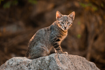 Obraz premium stray cat forest nature environment