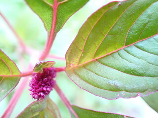 close up of green leaf