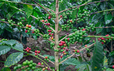 Photograph of a coffee crop with green and ripe grades in Trujillo Valle del Cauca Colombia