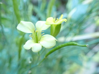 white yellow flowers in the garden