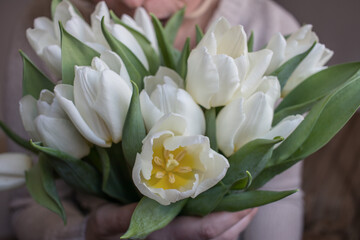 White tulips on a blue wooden background. Top view with copy space.