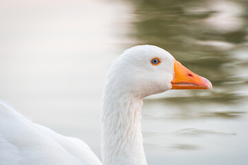 white goose portrait looking at camera