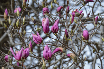 Pink Magnolia Tree