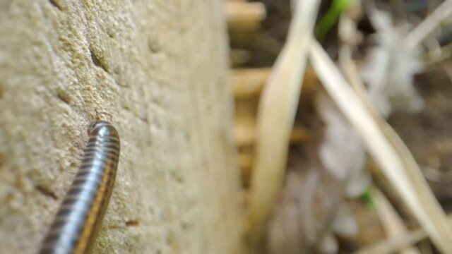 The crawling black centipede on the tree trunk