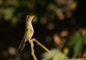 Chilean small hummingbird on a stick