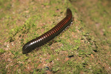 A million peed with a black body covered in red stripes walking on the moss that covers a tree trunk
