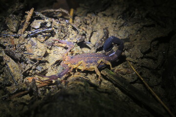 Side view of a brown scorpion with yellow legs and a curled up black tail with his pincer open in a defensive position sitting on wet earth