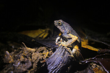 Side view of a Peter's dwarf frog, Engystomops petersi, a dark brown frog or toad with orange dots and a white belly sitting on a small branch