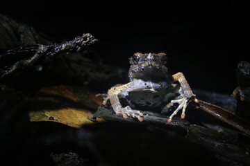 Frontview of a Peter's dwarf frog, Engystomops petersi, a dark brown frog or toad with orange dots and a white belly looking angry at the camera