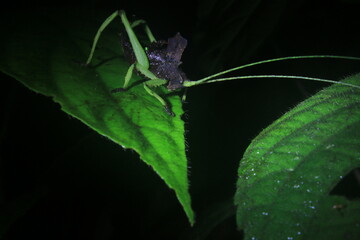 A green grasshopper with a brown black body and flueroscent green legs and anteannas sitting on a green leaf