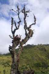 An old dead try covered in lichen, moss and bromelias standing out along the mountains in the background