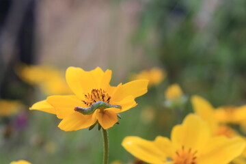 A close up of a small yellow flower with yellow and black stamen inside and a green caterpillar walking over the yellow petals in spring