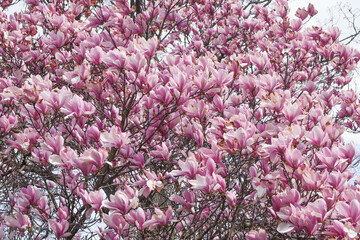 Pink Magnolia Tree