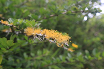 A small, thin branch of a dead tree that is covered in bright yellow lichen or moss