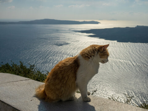 Cat Looking Over The Edge To The Sea