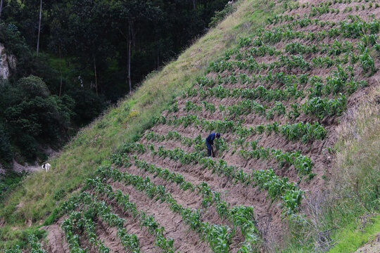 A farmer weeding his mais field that is located on a very steep hill in the Andes of Ecuador, South America