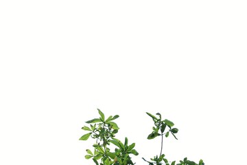 Young tropical plant with leaves  branches on white isolated background for green foliage backdrop and copy space 