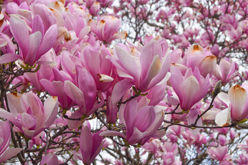 Pink Magnolia Tree