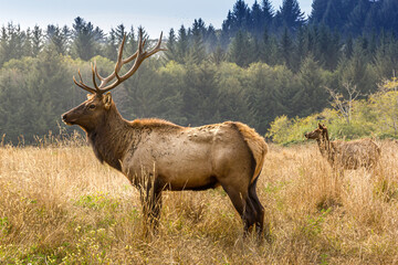 Elk with royal stags poses on a meadow in the Yosemite National Park