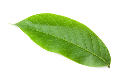 Fototapeta premium citrus leaves isolated on a white background