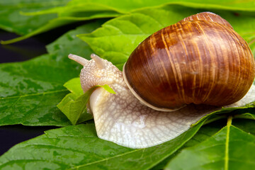 Helix pomatia. grape snail eats green leaves. mollusc and invertebrate. delicacy meat and gourmet food.