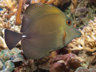 saltwater fish