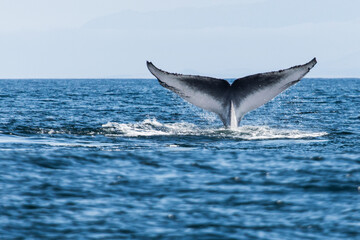 Fototapeta premium Tail of large Whale at the seaside- nature background