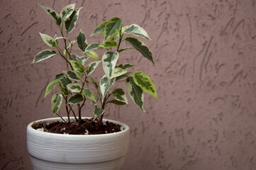 Small ficus benjamina in white pot