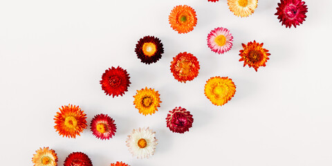 Autumn creative flowers composition. Colorful flowers on white background. Fall concept. Autumn background. Flat lay, top view, copy space