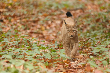 Luchs im Herbstlaub