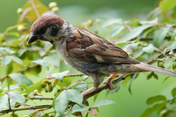 sparrow in field