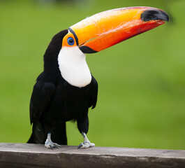 Amazonian toucan in its natural habitat