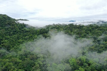 Aerial view showing thin fog that is covering the tree canopy in a tropical rainforest