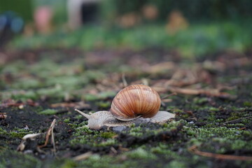 Kriechende Weinbergschnecke (Helix promatia)