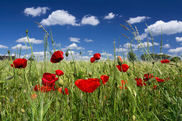 bright red poppy flowers at the edge of a field of wheat, and the blue sky with white clouds