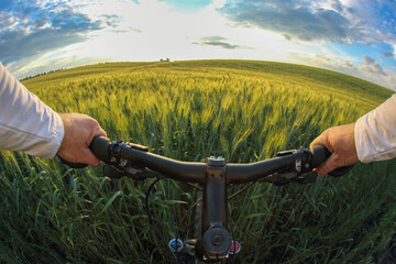 The cyclist holds the handlebars of a bicycle with his hands on the background of a wheat field and a sunset sky. Sports and travel