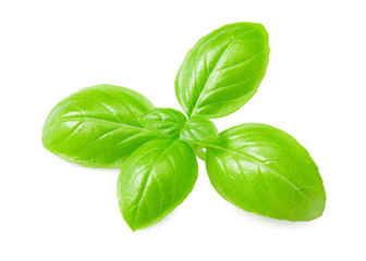 basil leaves isolated on a white background