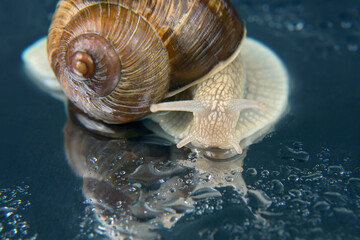 Helix pomatia. grape snail. mollusc and invertebrate. delicacy meat and gourmet food.