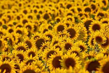 Large field of blooming sunflowers in sunlight. Agronomy, agriculture and botany.