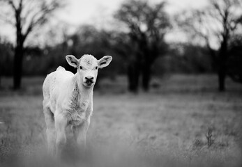 Charolais beef calf portrait in rustic farm field cute baby farm animal looking at camera in black and white. © ccestep8