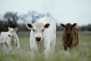 Charolais and Angus beef calves looking from farm field. © ccestep8