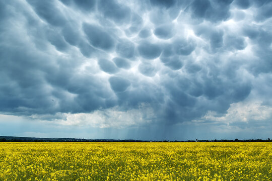 Yellow rape field on stormy sky with menacing mammatus clouds background. Climate change nature background