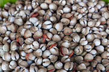 Fresh cockle in the market.cockles seafood, pile of​ fresh blood cockles top view, cockles or scallop fresh raw shellfish