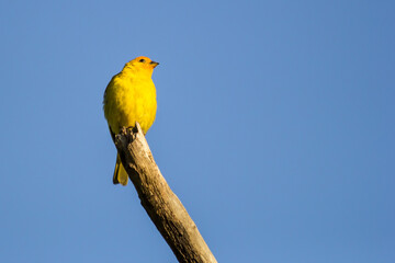 Bird from Serra da Canastra National Park - Minas Gerais - Brazil
