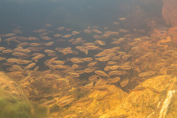 Fishes at source of the River Sao Francisco - Minas Gerais - Brazil