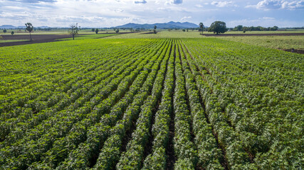 Aerial view Baby cassava or manioc plant on field. agriculture field,bio fuels refinery plant bio ethanol by Cassava. Aerial view Rows of cassava in farm pattern. 