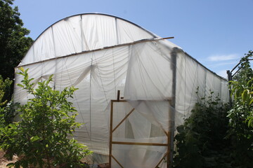 greenhouse in the garden