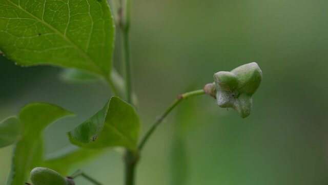 Immature green fruits of Spindle Tree (Euonymus europaeus) - (4K)
