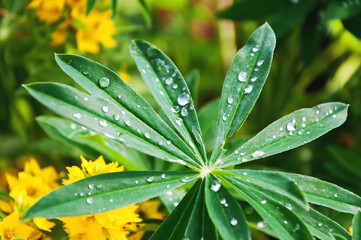 Fresh delicate fragrant petals close-up. Raindrops on petals and green leaves. Macro photo.